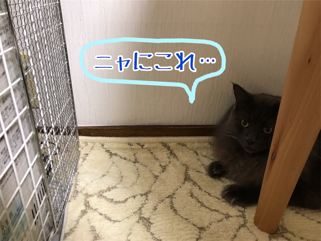 f:id:bellbelona39:20190108202816j:image