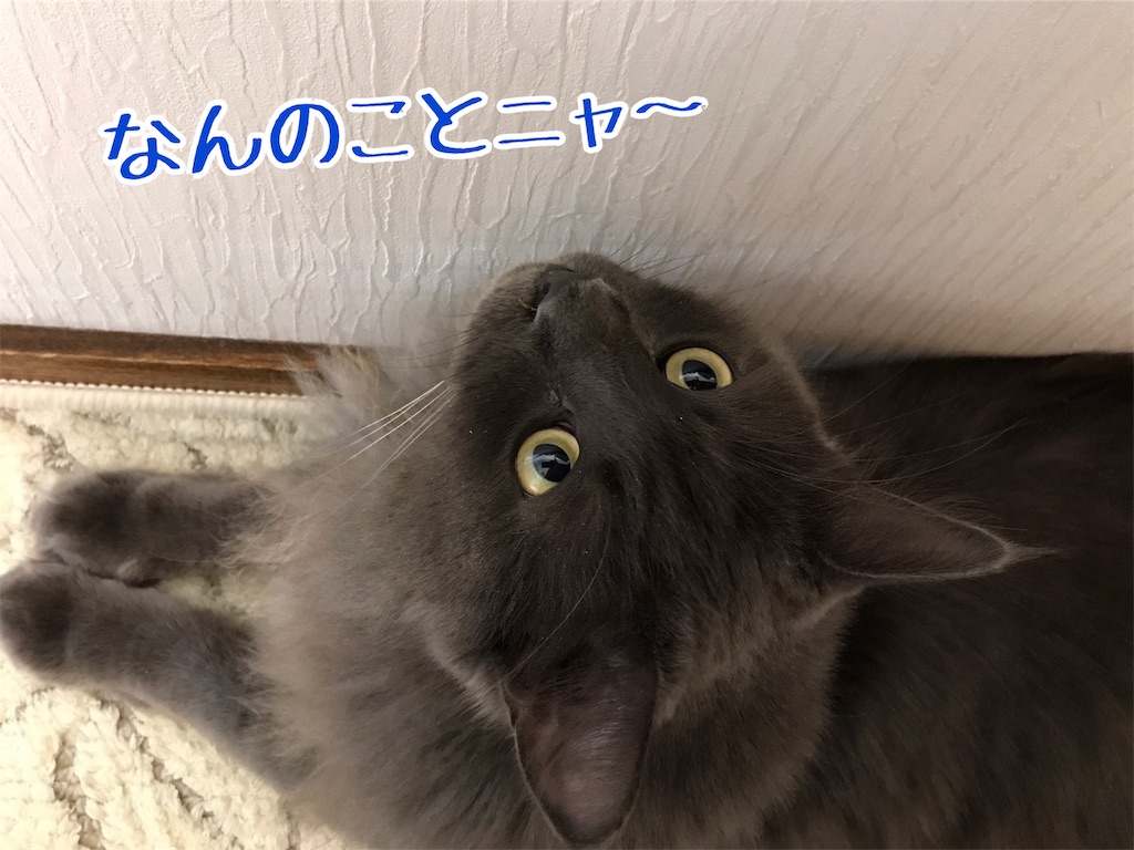 f:id:bellbelona39:20190108203022j:image