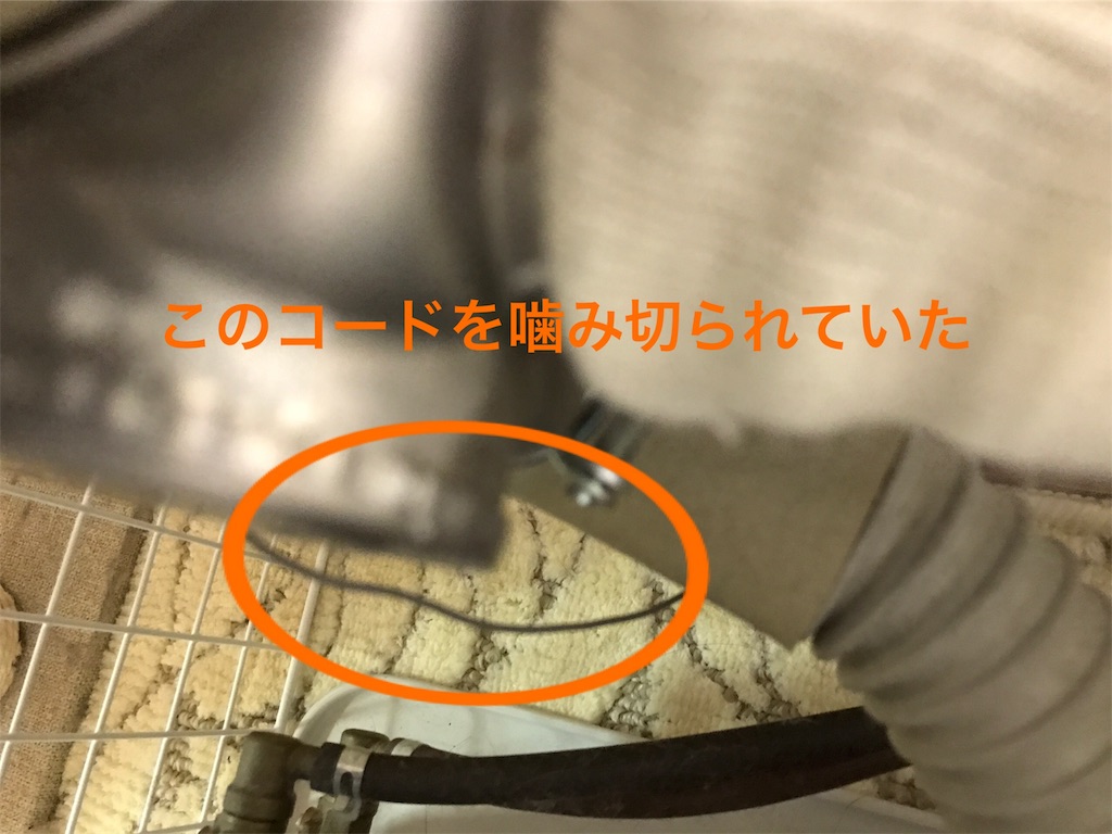 f:id:bellbelona39:20190108213807j:image