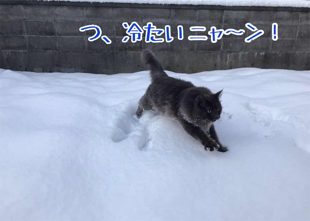 f:id:bellbelona39:20190111083245j:image