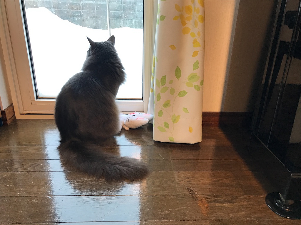 f:id:bellbelona39:20190111083323j:image