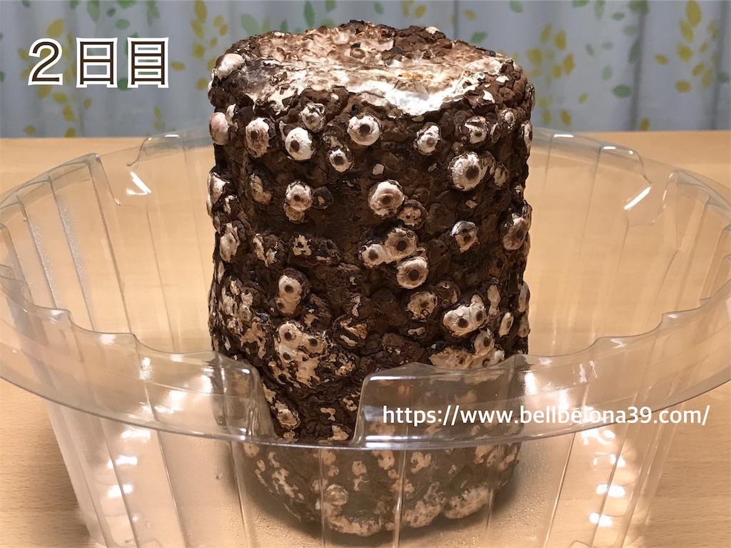 f:id:bellbelona39:20190302003039j:image