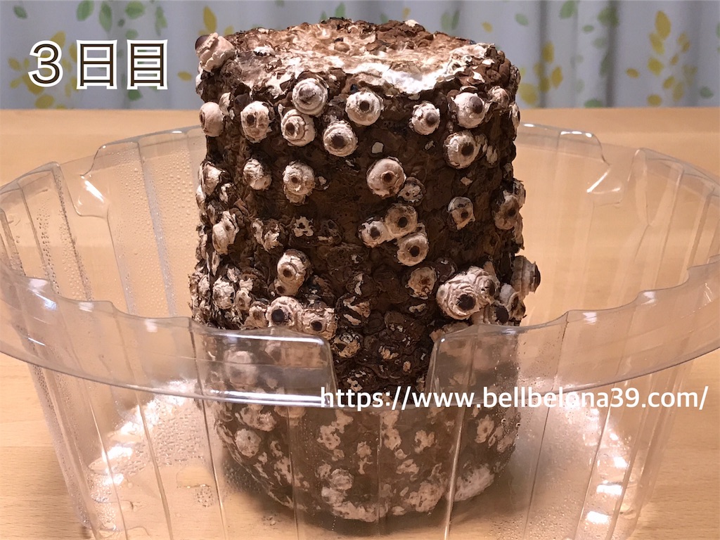 f:id:bellbelona39:20190302003239j:image