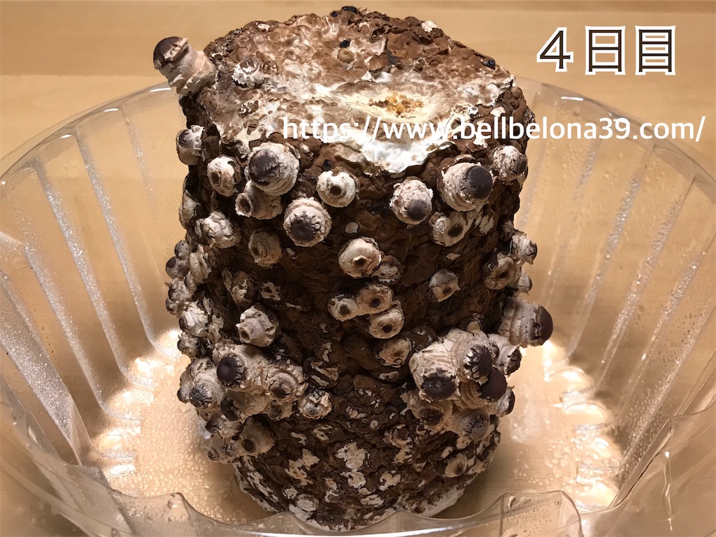 f:id:bellbelona39:20190302003422j:image