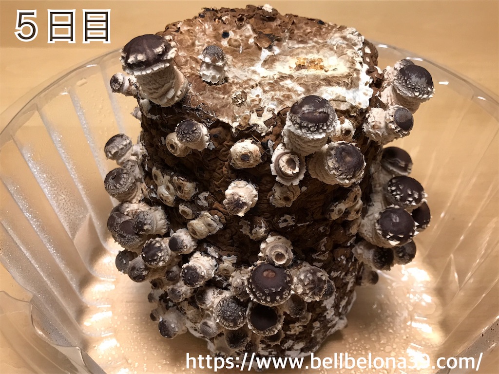 f:id:bellbelona39:20190302003501j:image