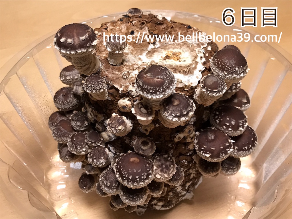 f:id:bellbelona39:20190302003602j:image