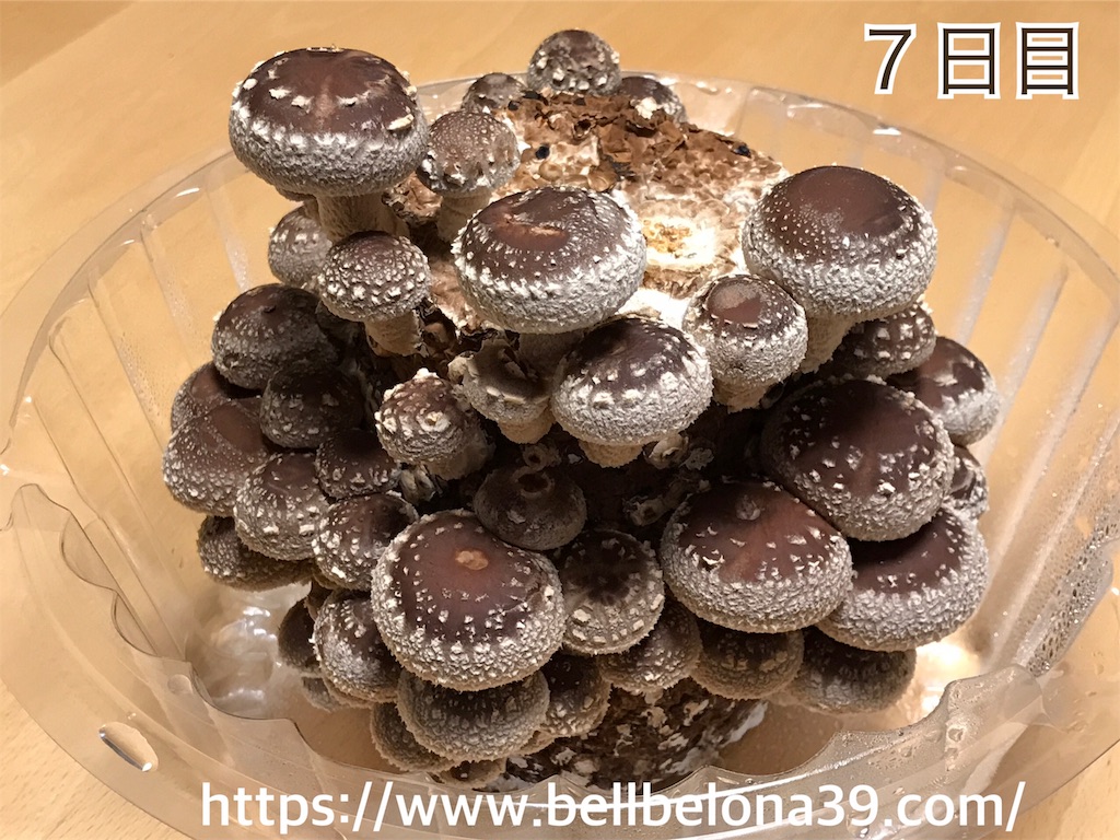 f:id:bellbelona39:20190302003645j:image
