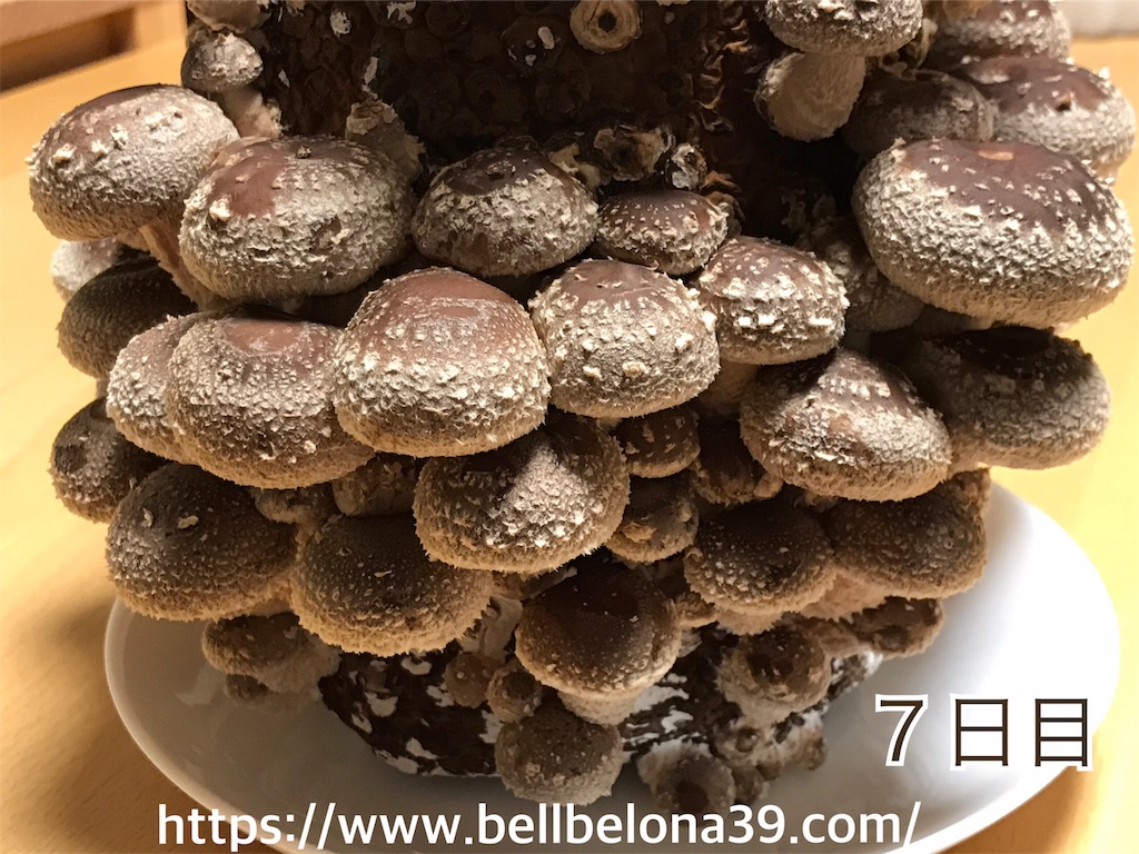 f:id:bellbelona39:20190302003924j:image