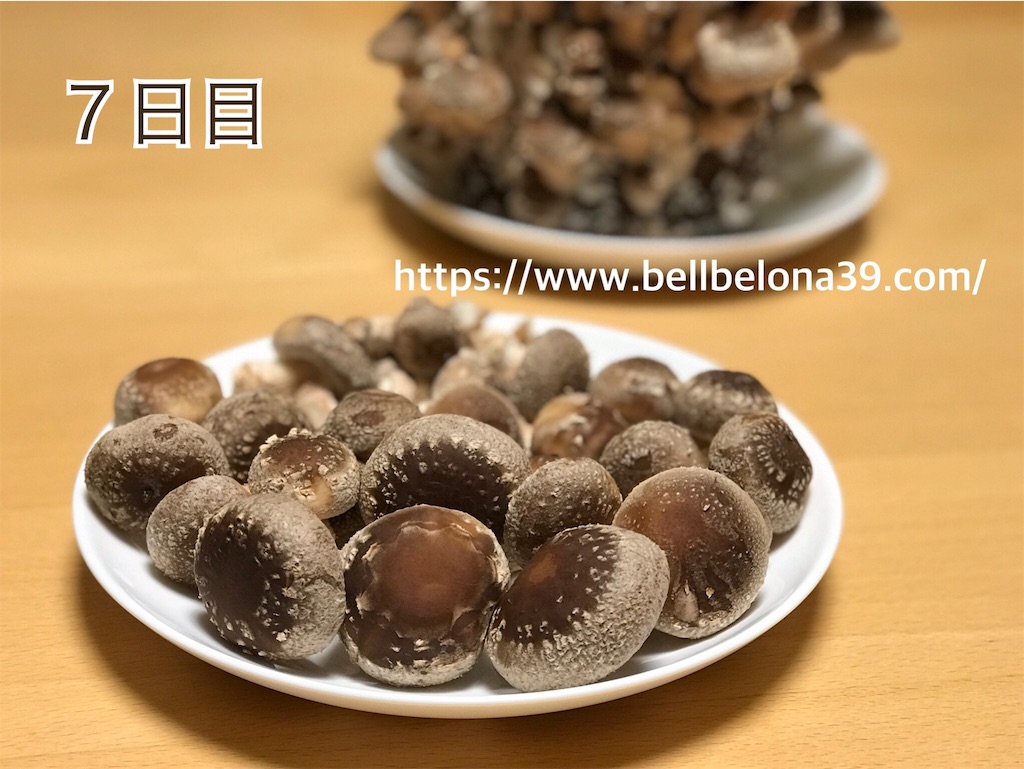 f:id:bellbelona39:20190302004035j:image
