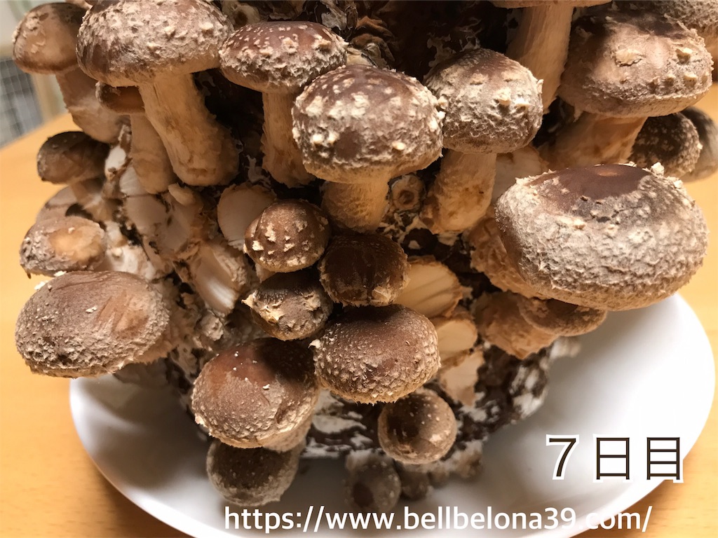 f:id:bellbelona39:20190302004209j:image