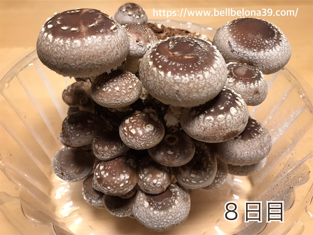 f:id:bellbelona39:20190302004348j:image