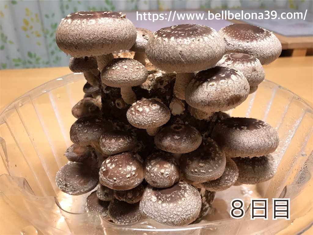 f:id:bellbelona39:20190302004422j:image