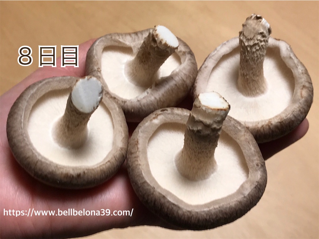 f:id:bellbelona39:20190302004621j:image