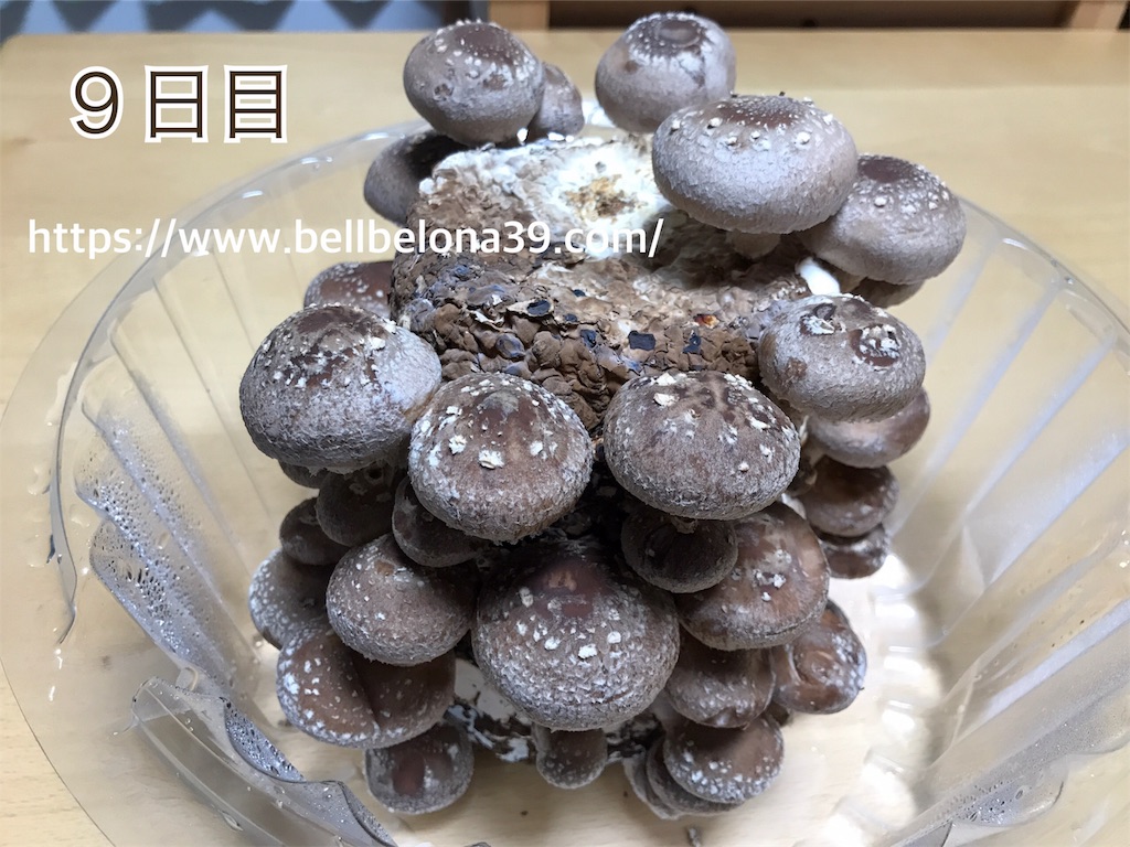 f:id:bellbelona39:20190302005018j:image