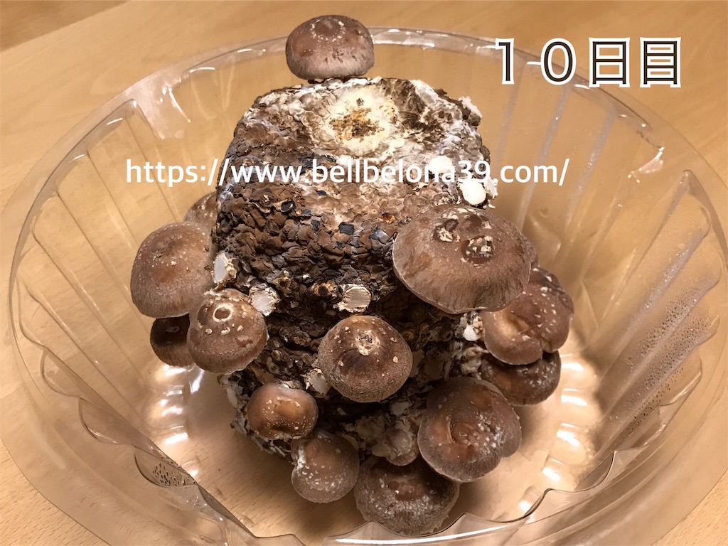 f:id:bellbelona39:20190302005339j:image