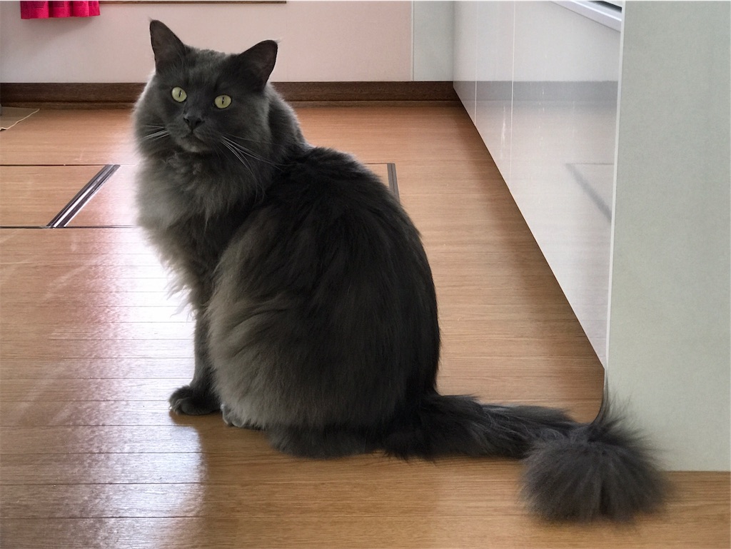 f:id:bellbelona39:20190304094759j:image