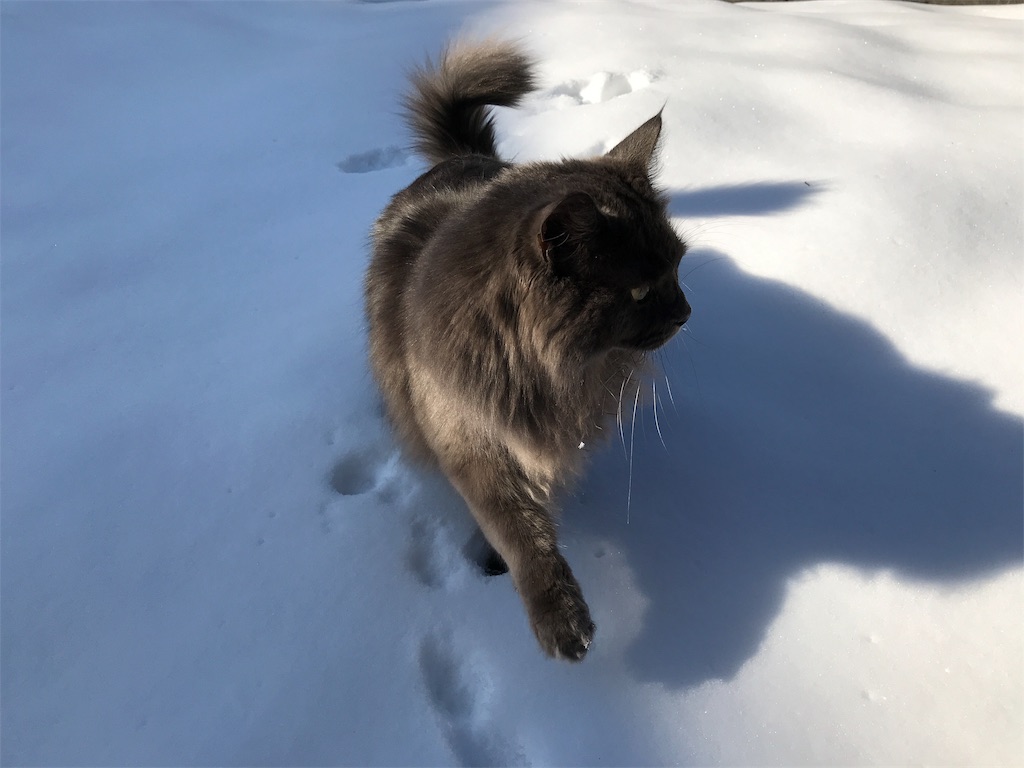 f:id:bellbelona39:20190304094918j:image