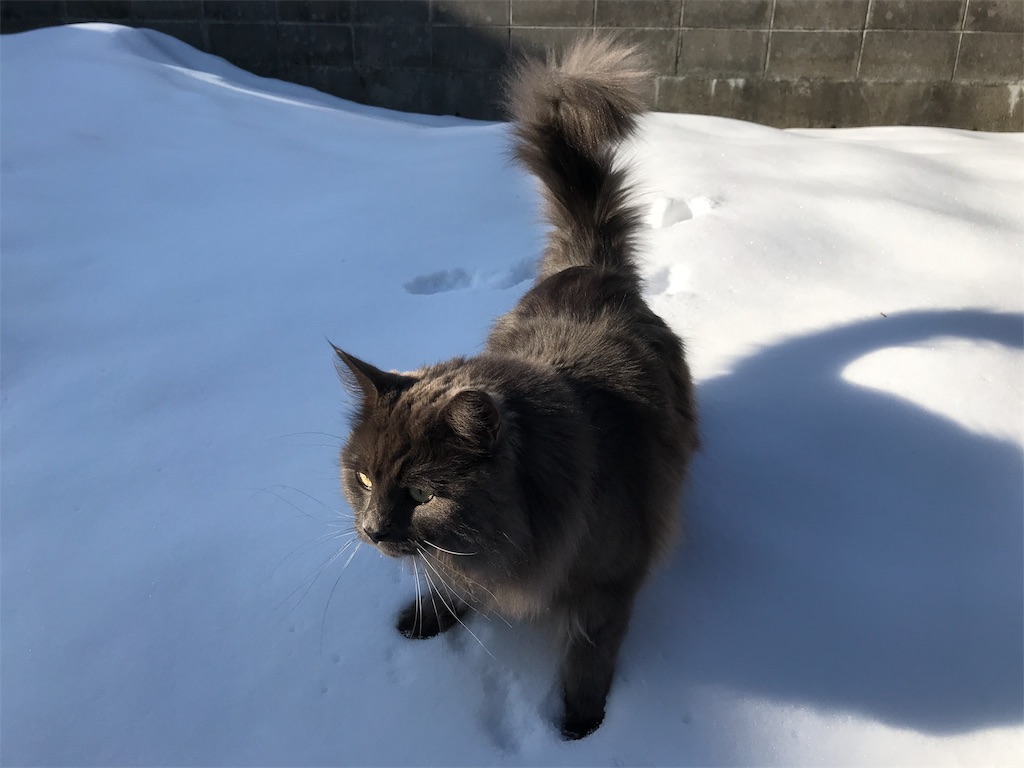 f:id:bellbelona39:20190304094922j:image