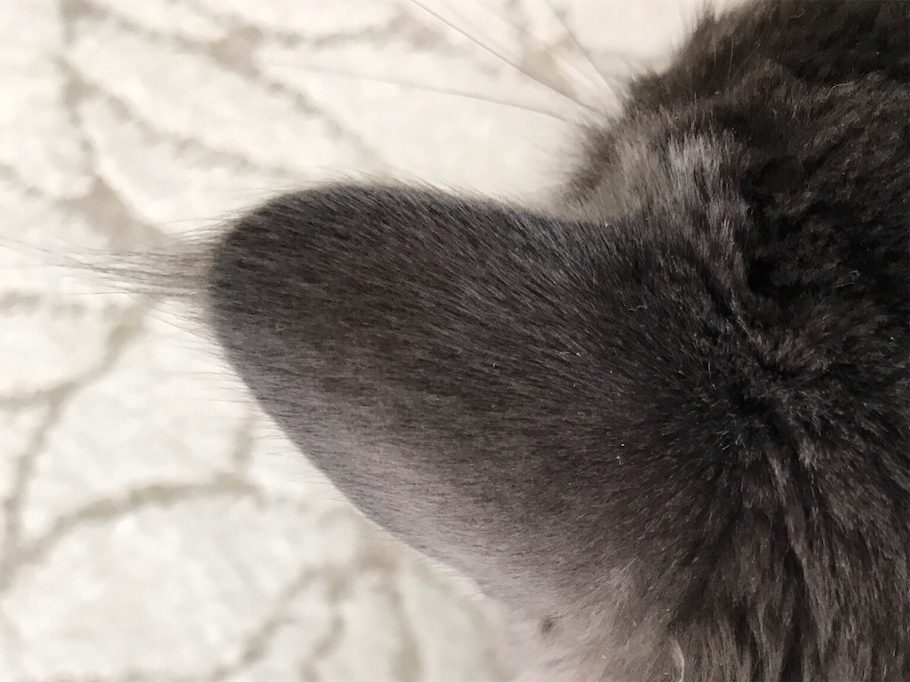f:id:bellbelona39:20190304100111j:image