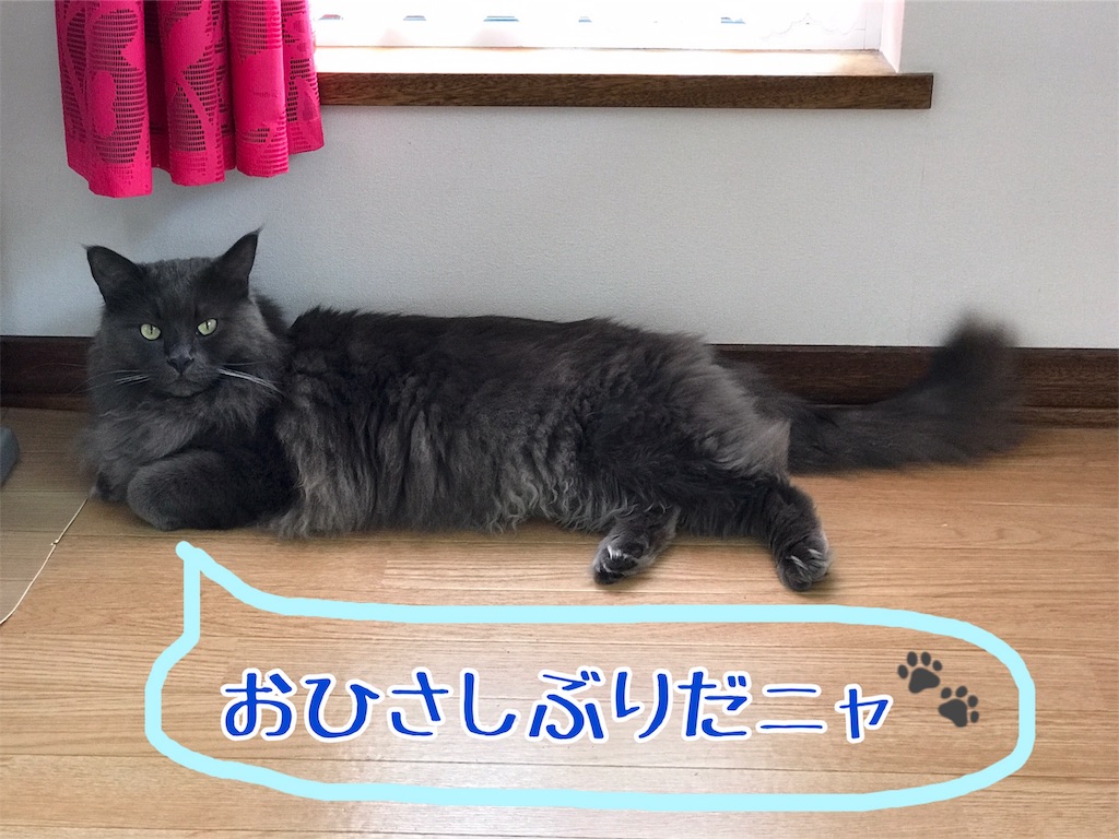 f:id:bellbelona39:20190304101633j:image