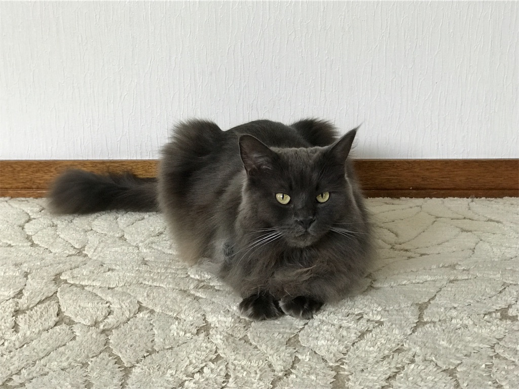 f:id:bellbelona39:20190308113241j:image f:id:bellbelona39:20190308113241j:image