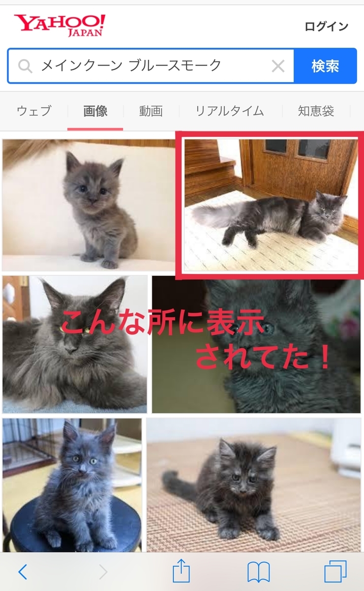 f:id:bellbelona39:20190318232935j:plain f:id:bellbelona39:20190318232935j:plain
