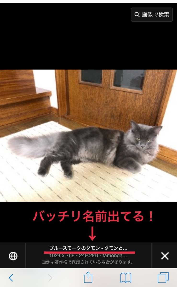 f:id:bellbelona39:20190318232949j:plain f:id:bellbelona39:20190318232949j:plain