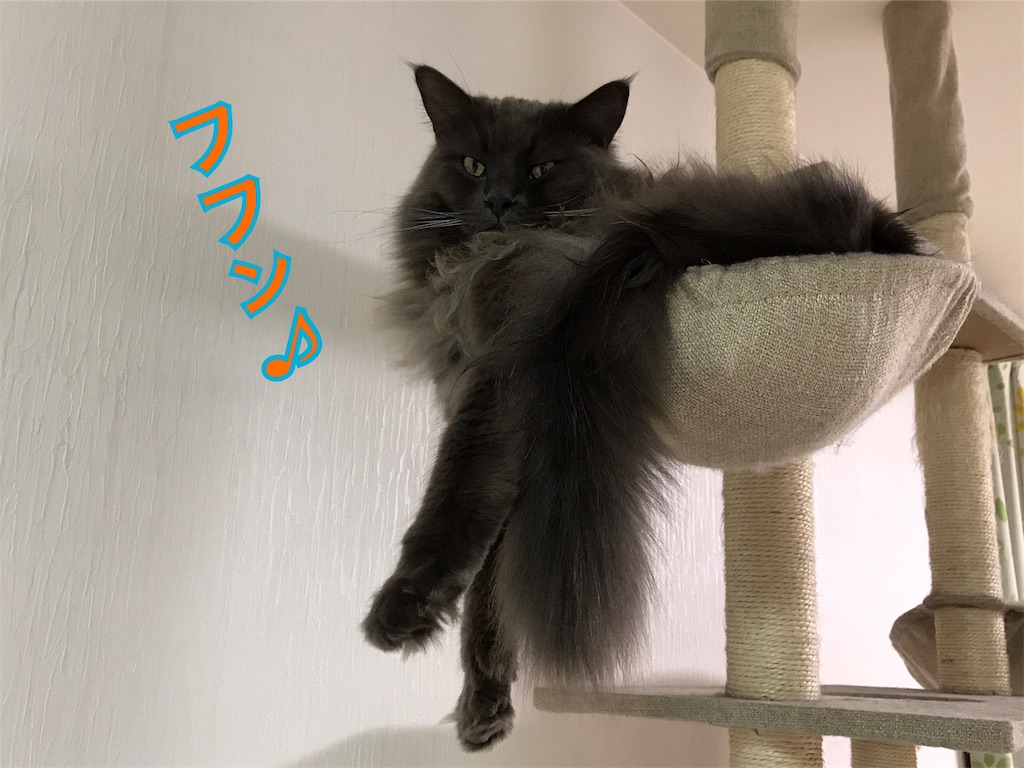 f:id:bellbelona39:20190328211706j:image f:id:bellbelona39:20190328211706j:image