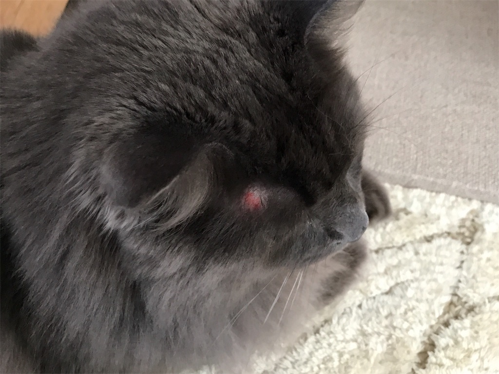 f:id:bellbelona39:20190426110934j:image f:id:bellbelona39:20190426110934j:image