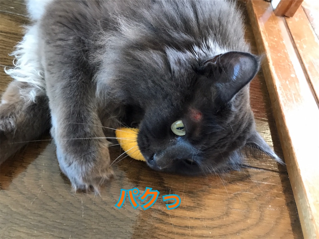 f:id:bellbelona39:20190426111431j:image f:id:bellbelona39:20190426111431j:image