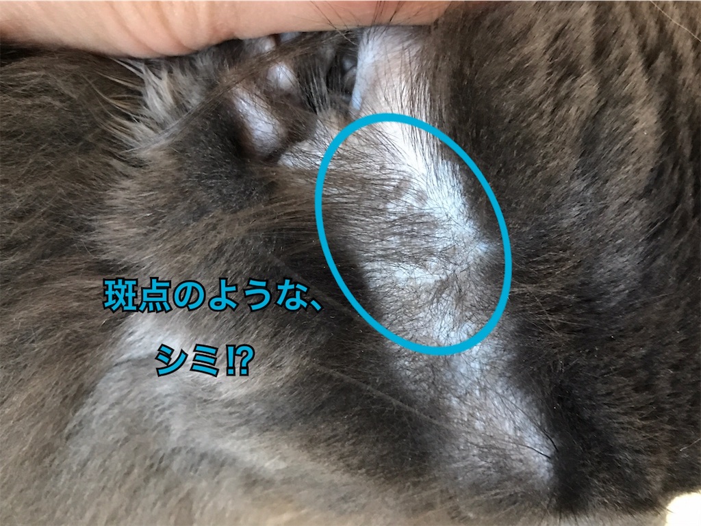 f:id:bellbelona39:20190508132033j:image f:id:bellbelona39:20190508132033j:image