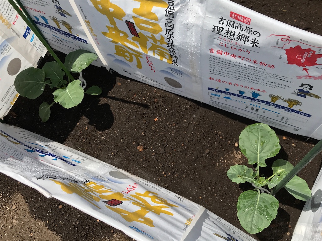 f:id:bellbelona39:20190603195526j:image