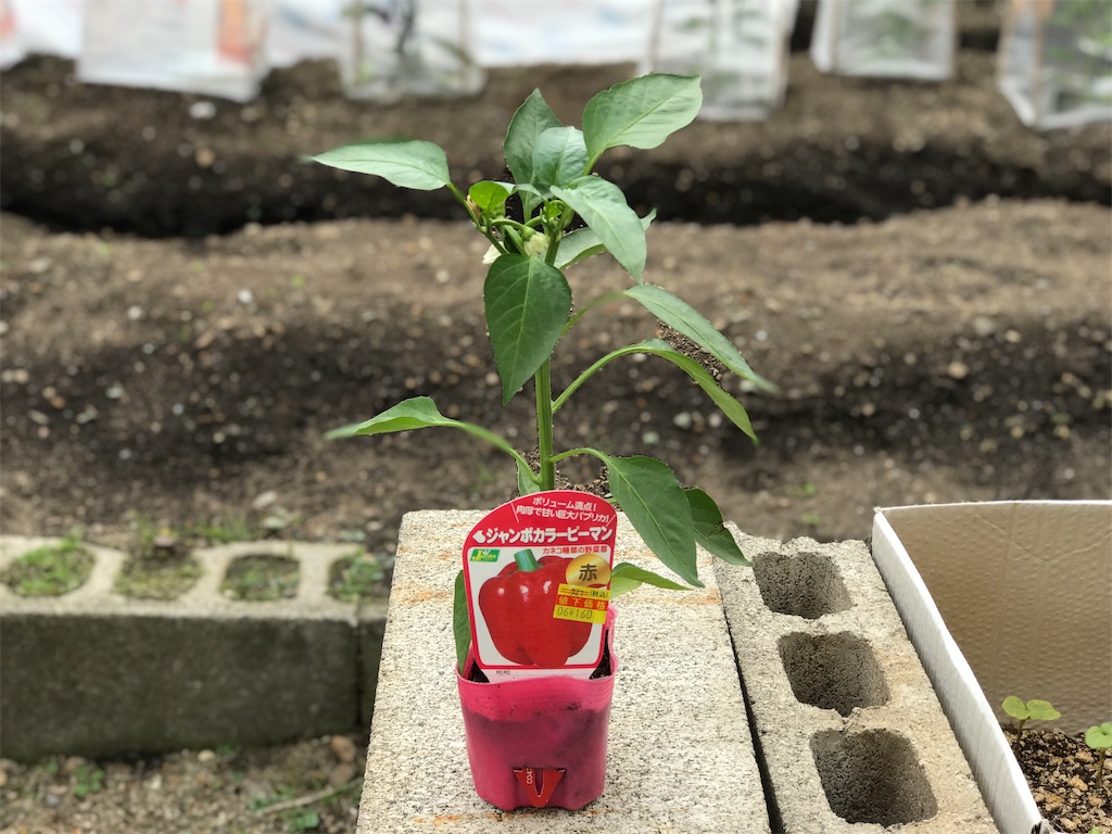 f:id:bellbelona39:20190625202226j:image