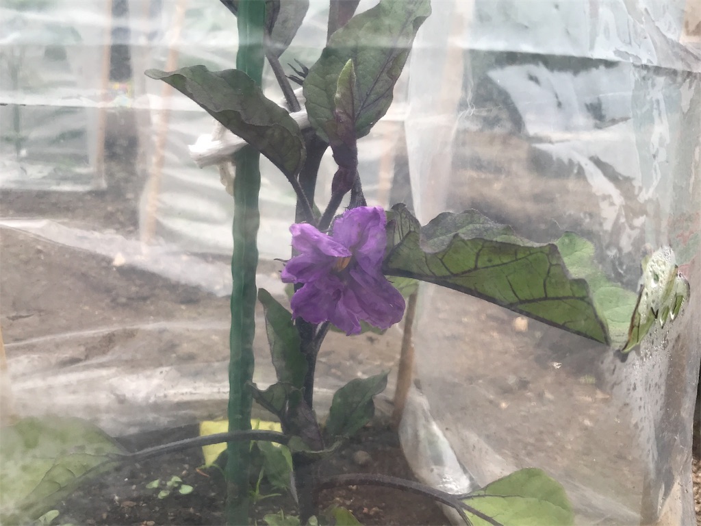 f:id:bellbelona39:20190625202510j:image
