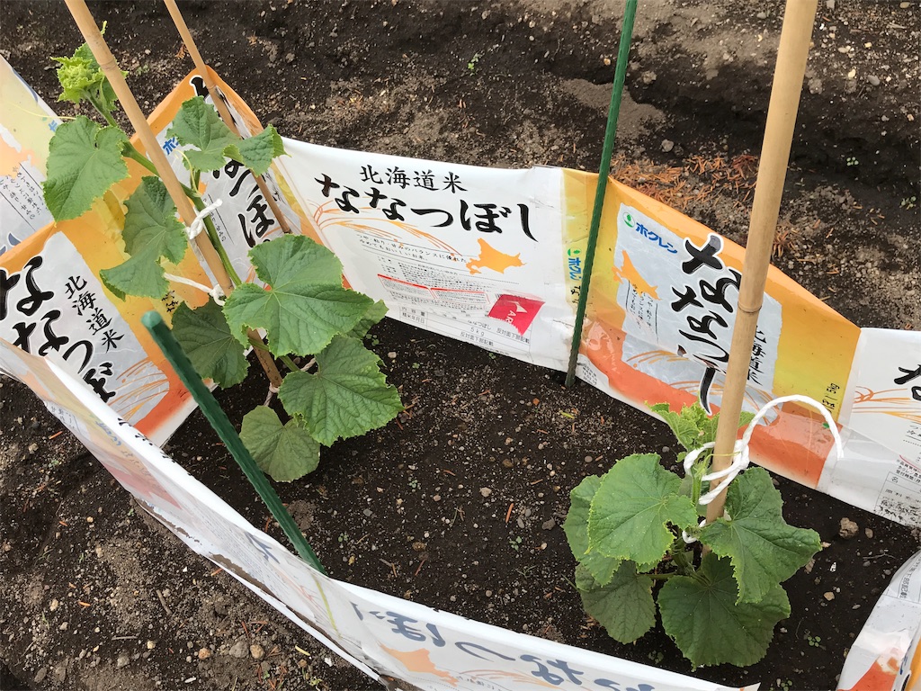 f:id:bellbelona39:20190625202928j:image