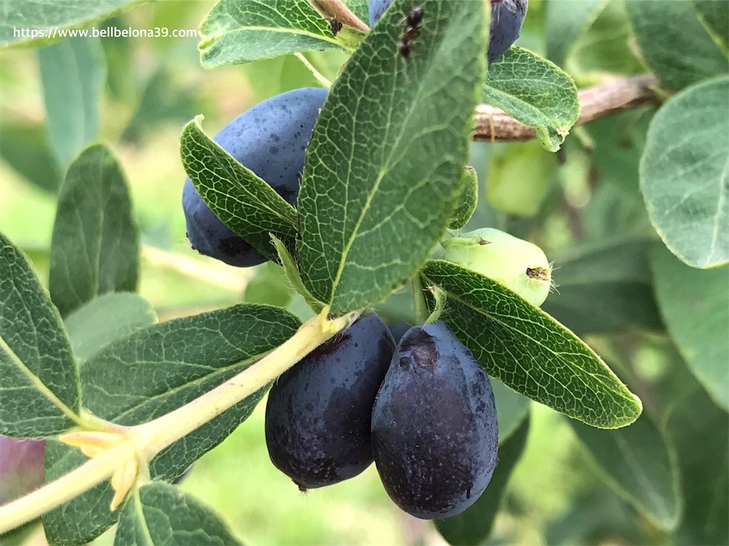 f:id:bellbelona39:20190630203710j:image