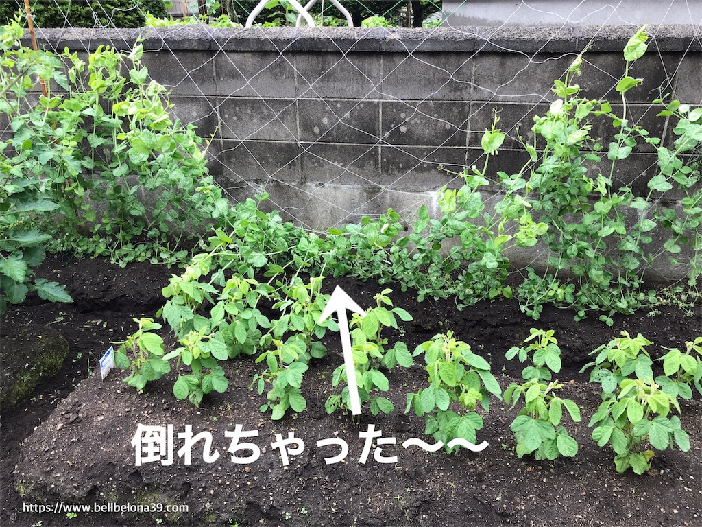 f:id:bellbelona39:20190723132211j:image f:id:bellbelona39:20190723132211j:image