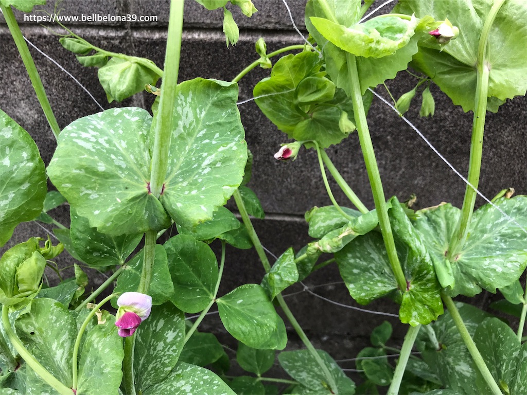 f:id:bellbelona39:20190723132241j:image f:id:bellbelona39:20190723132241j:image
