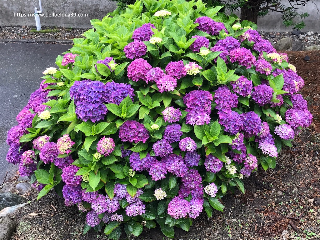 f:id:bellbelona39:20190723132748j:image f:id:bellbelona39:20190723132748j:image