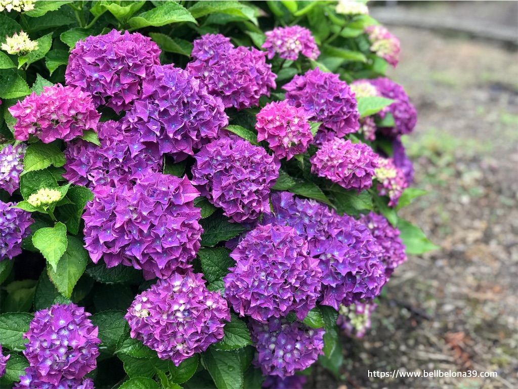 f:id:bellbelona39:20190723132815j:image f:id:bellbelona39:20190723132815j:image
