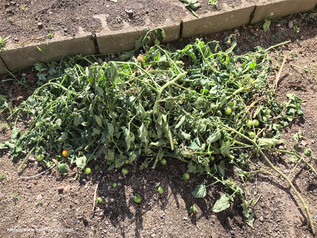 f:id:bellbelona39:20190809195256j:image f:id:bellbelona39:20190809195256j:image