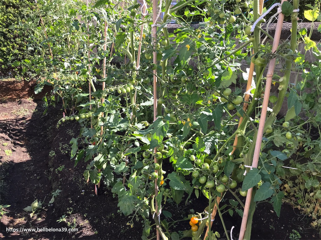 f:id:bellbelona39:20190809195311j:image f:id:bellbelona39:20190809195311j:image