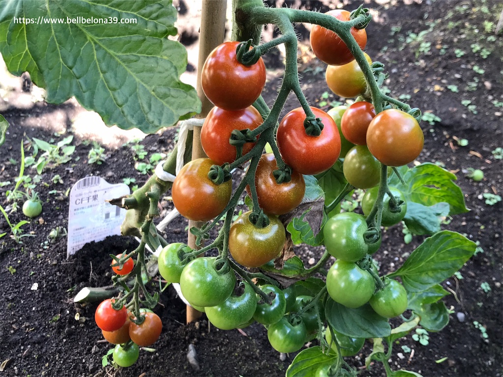 f:id:bellbelona39:20190809195407j:image f:id:bellbelona39:20190809195407j:image