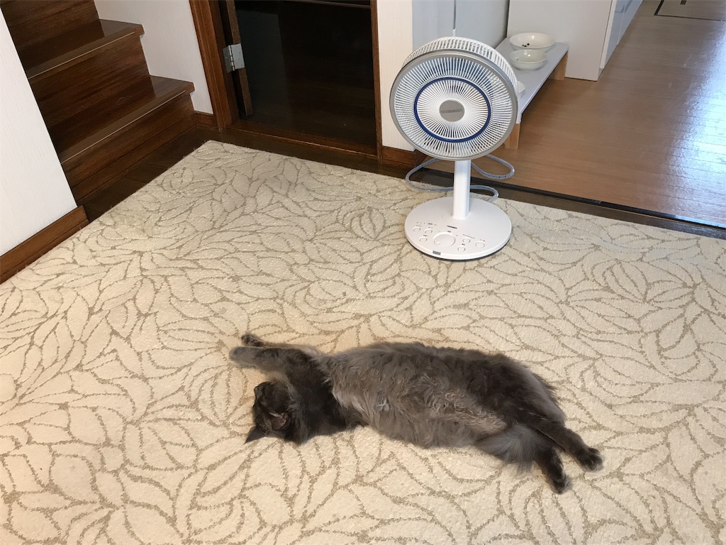 f:id:bellbelona39:20190816160422j:image f:id:bellbelona39:20190816160422j:image