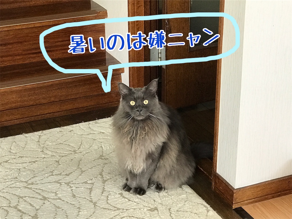 f:id:bellbelona39:20190816163508j:image f:id:bellbelona39:20190816163508j:image