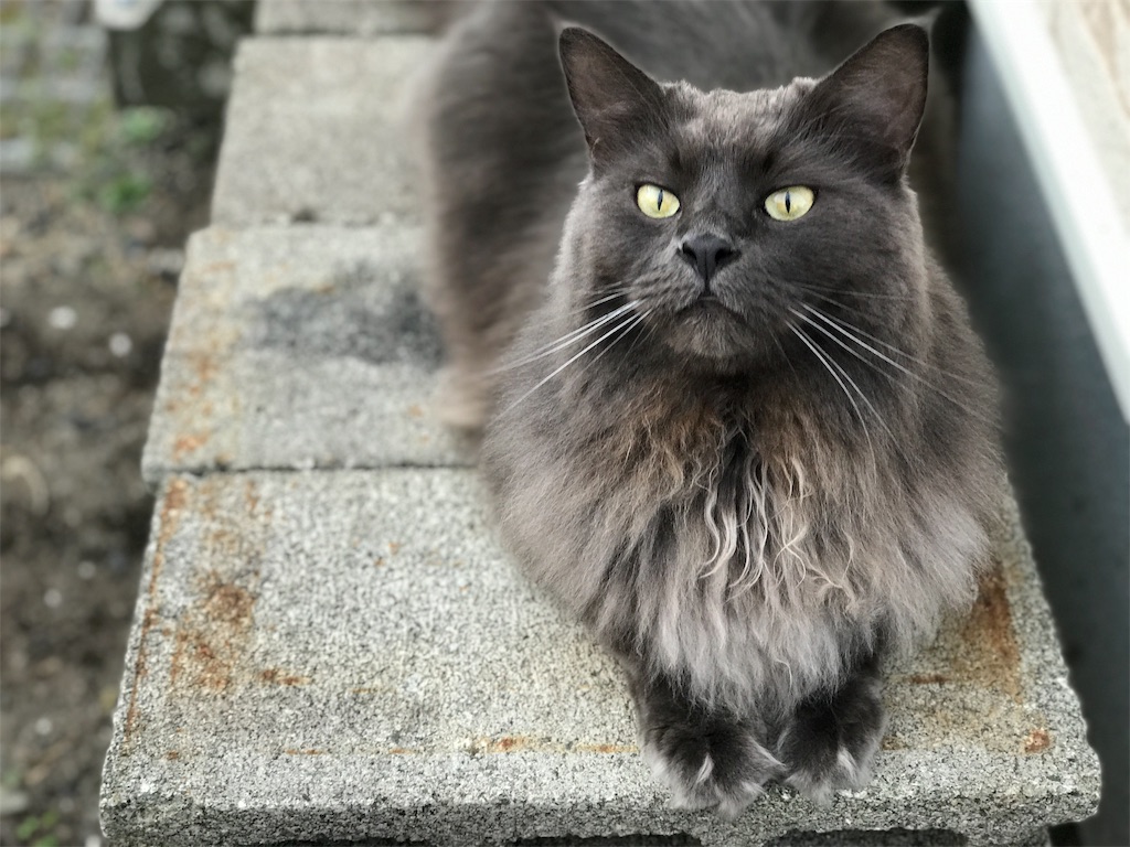 f:id:bellbelona39:20190904125404j:image f:id:bellbelona39:20190904125404j:image