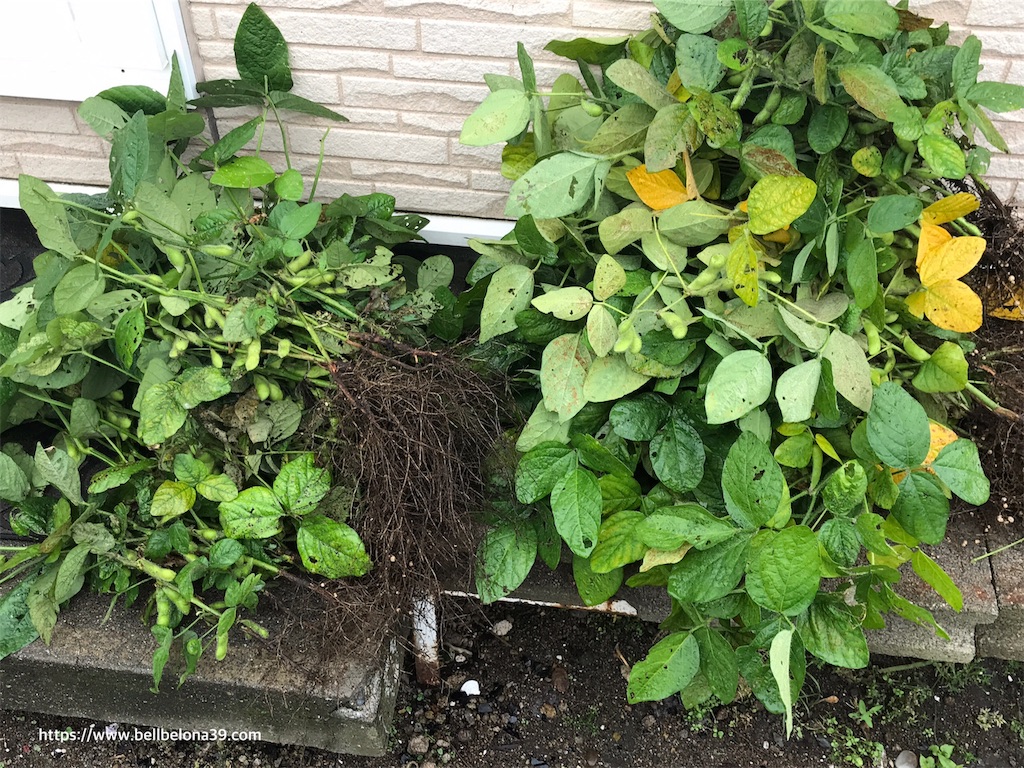 f:id:bellbelona39:20190908210935j:image f:id:bellbelona39:20190908210935j:image