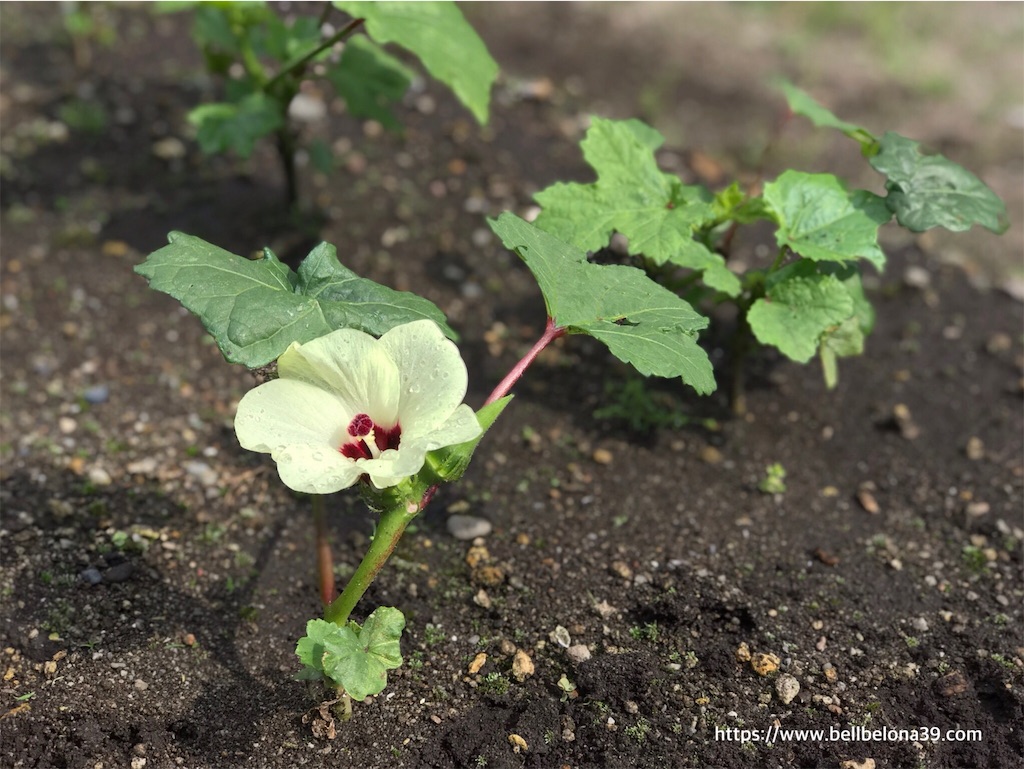 家庭菜園19 ついにオクラに花が咲いた 大きなきゅうりのカレー すきなものだけの簡素な暮らし