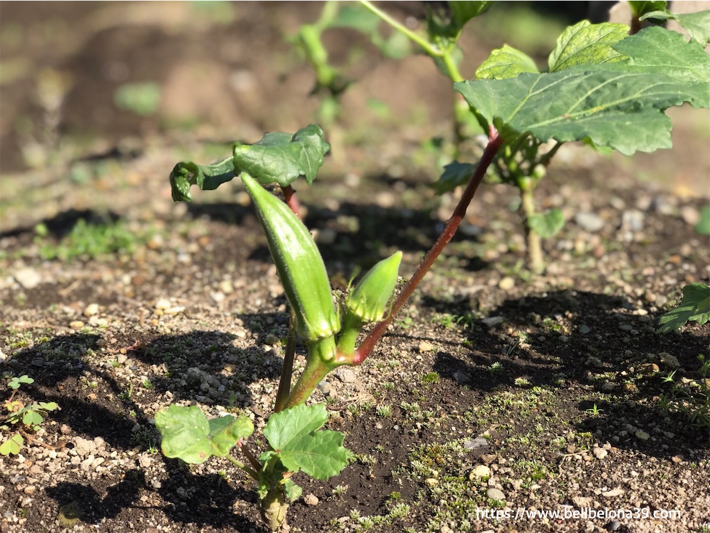 f:id:bellbelona39:20190919100408j:image