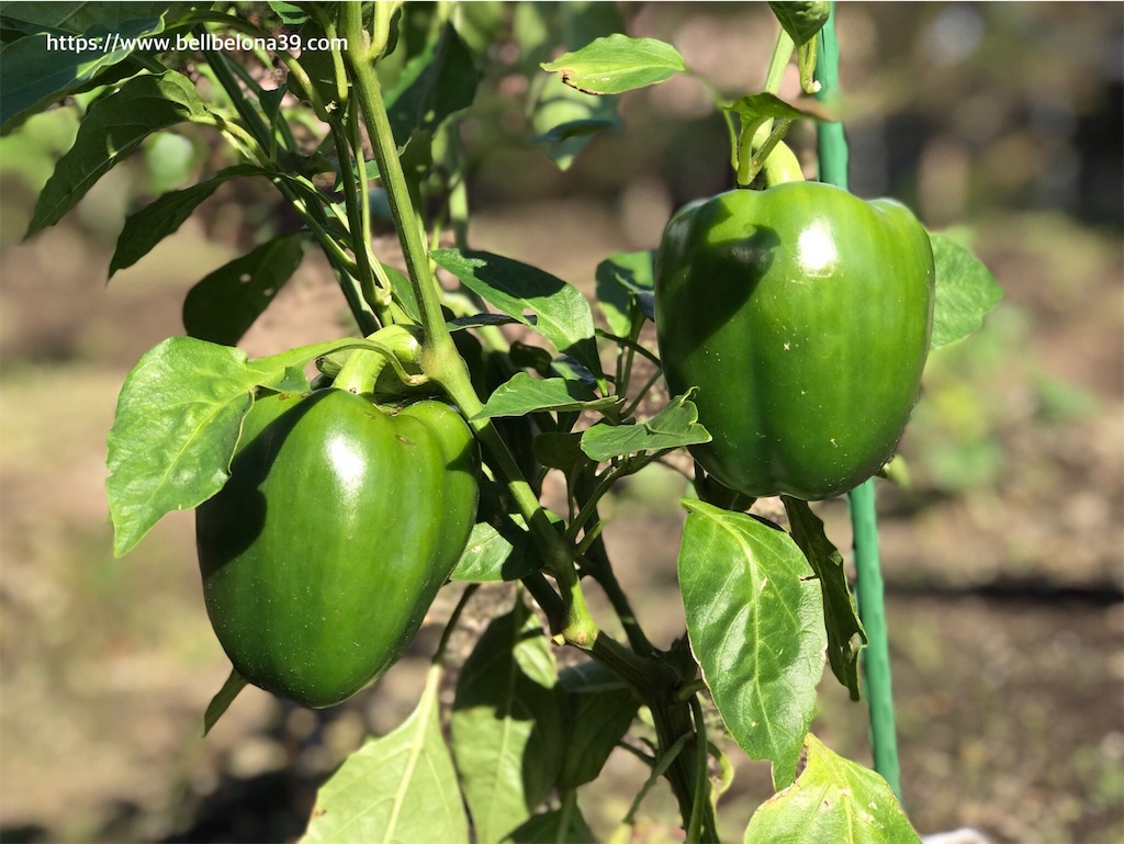 f:id:bellbelona39:20190919100452j:image